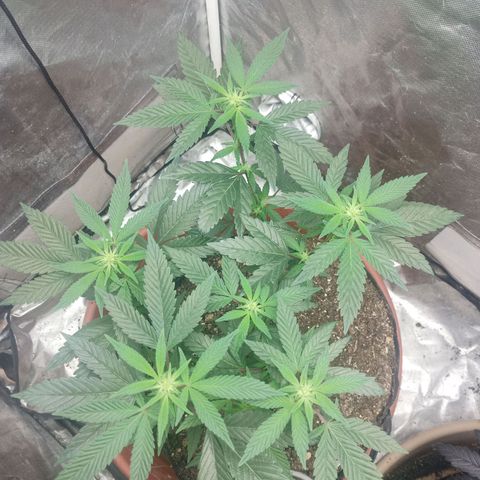 Lemon og clone growlog timeline photo