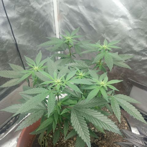Lemon og clone growlog timeline photo