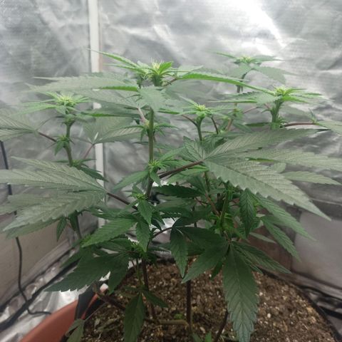 Lemon og clone growlog timeline photo