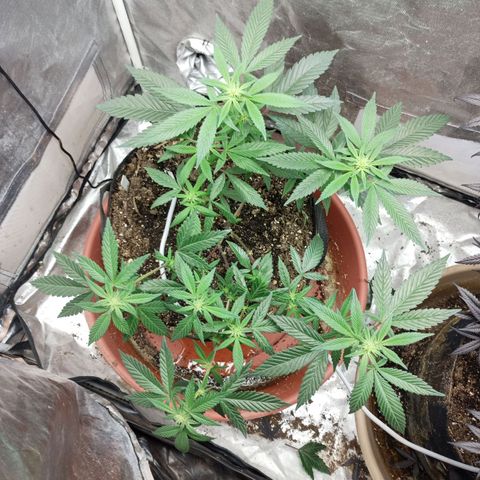 Lemon og clone growlog timeline photo