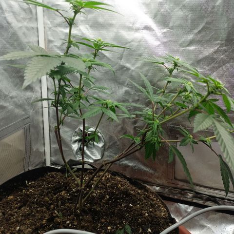 Lemon og clone growlog timeline photo