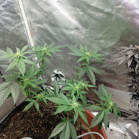 Lemon og clone growlog timeline photo