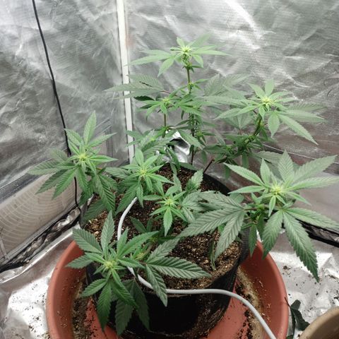 Lemon og clone growlog timeline photo