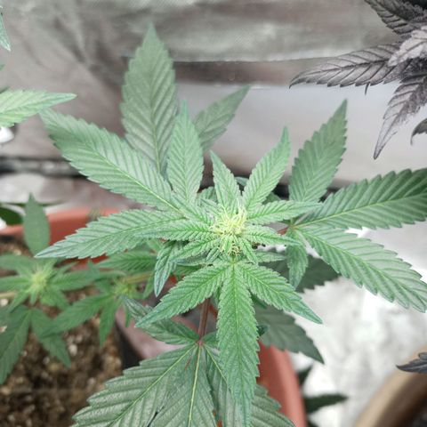 Lemon og clone growlog timeline photo