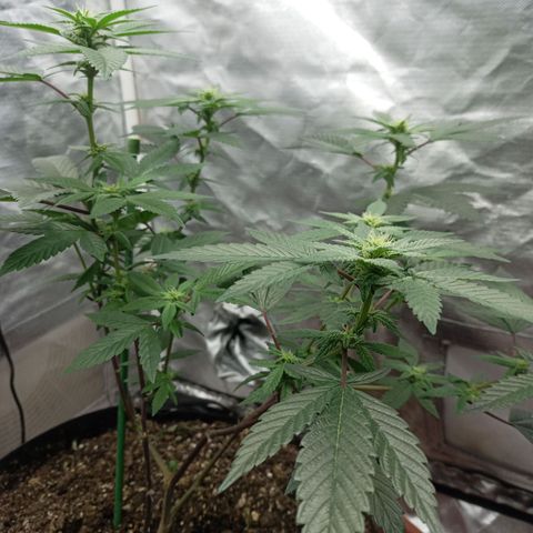 Lemon og clone growlog timeline photo