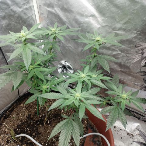 Lemon og clone growlog timeline photo