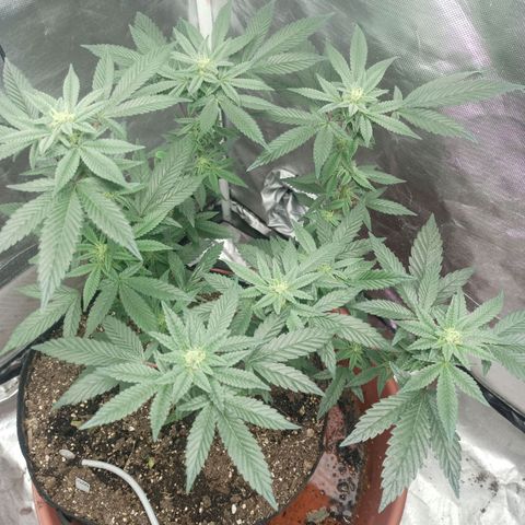 Lemon og clone growlog timeline photo