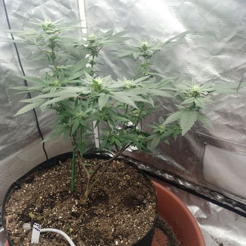Lemon og clone growlog timeline photo