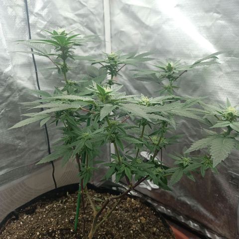 Lemon og clone growlog timeline photo