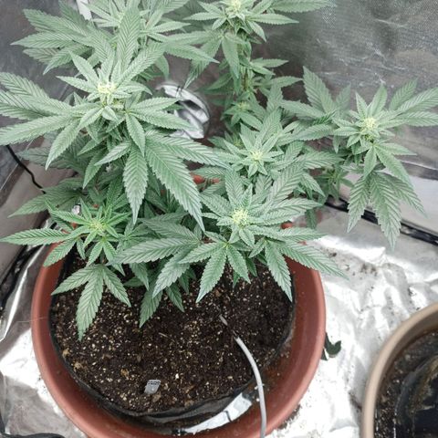 Lemon og clone growlog timeline photo