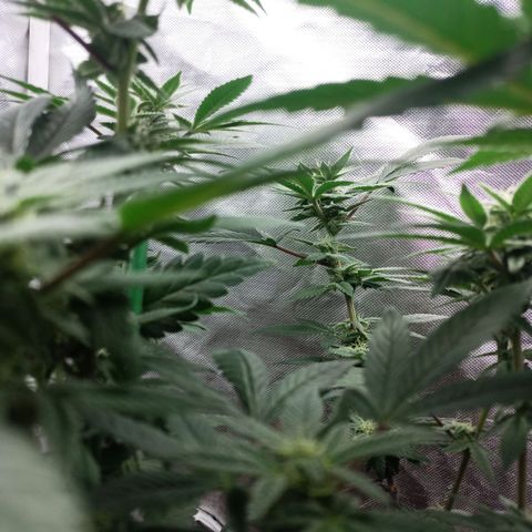 Lemon og clone growlog timeline photo