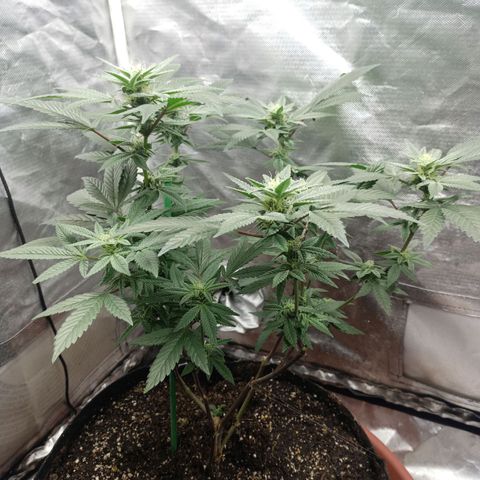Lemon og clone growlog timeline photo