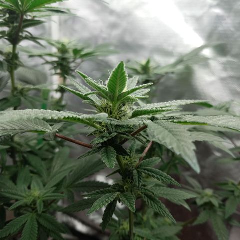 Lemon og clone growlog timeline photo