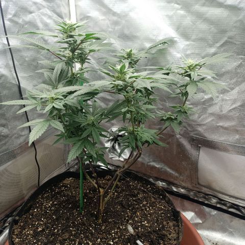 Lemon og clone growlog timeline photo