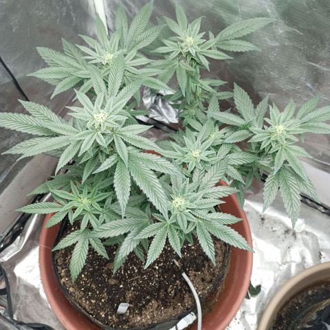 Lemon og clone growlog timeline photo