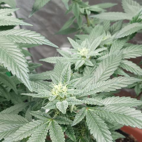 Lemon og clone growlog timeline photo