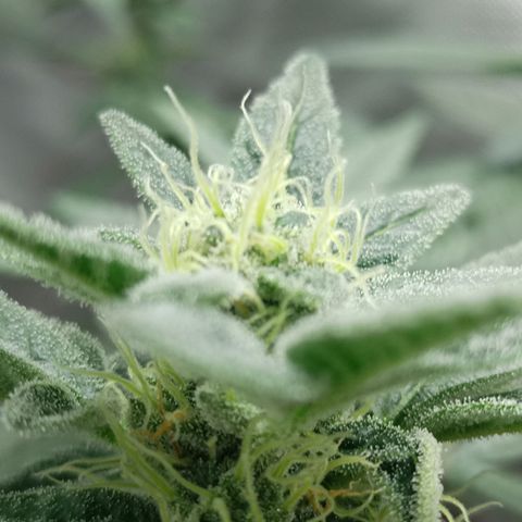 Lemon og clone growlog timeline photo