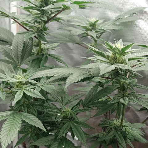 Lemon og clone growlog timeline photo
