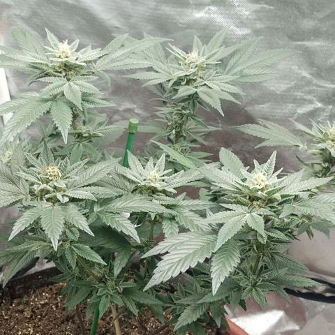 Lemon og clone growlog timeline photo
