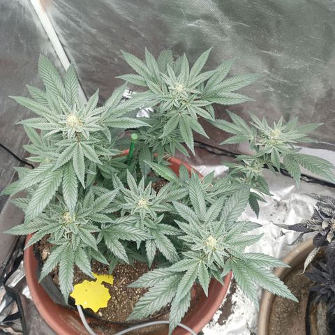 Lemon og clone growlog timeline photo