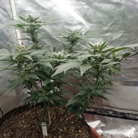 Lemon og clone growlog timeline photo
