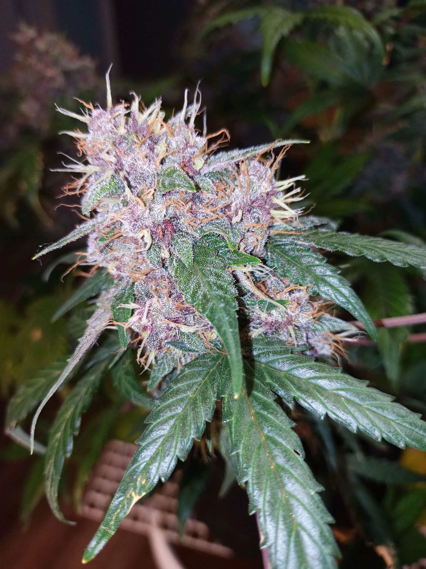 White widow CBD growlog header