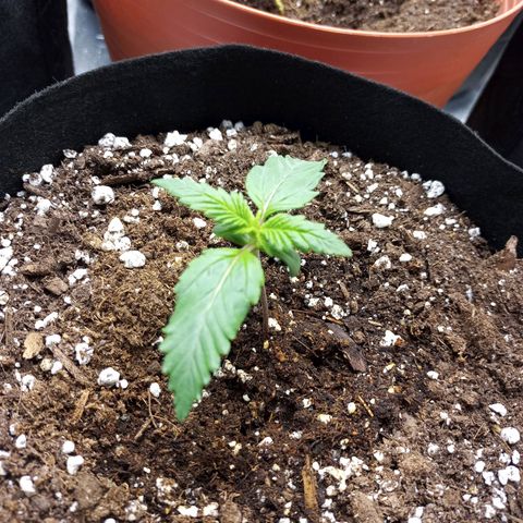 White widow CBD growlog photo