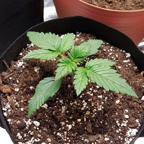 White widow CBD growlog photo