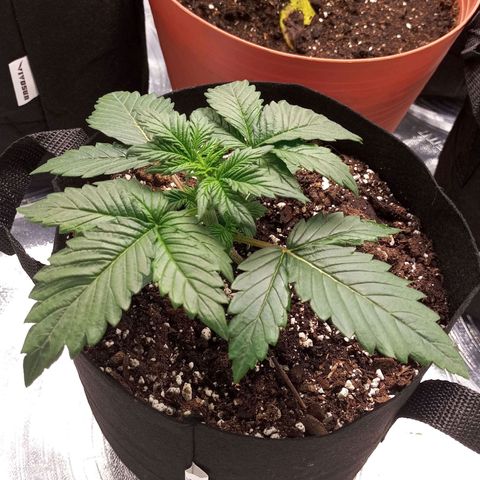 White widow CBD growlog photo