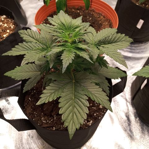 White widow CBD growlog photo