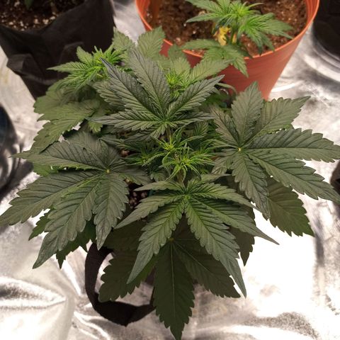 White widow CBD growlog photo