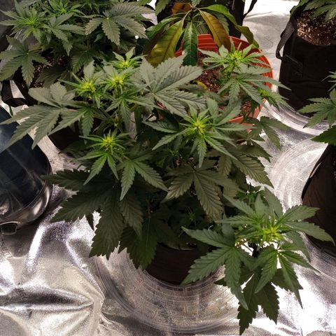 White widow CBD growlog timeline photo