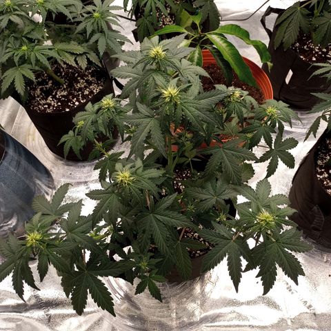White widow CBD growlog timeline photo