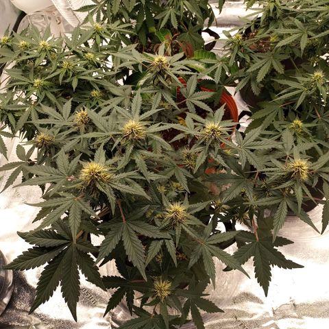 White widow CBD growlog timeline photo