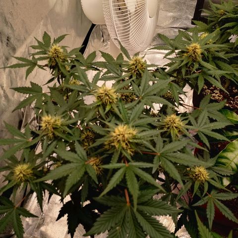 White widow CBD growlog timeline photo