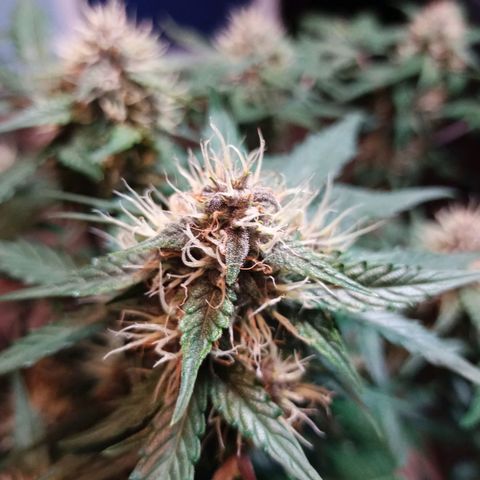White widow CBD growlog timeline photo