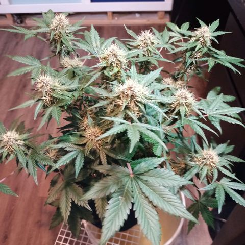 White widow CBD growlog timeline photo