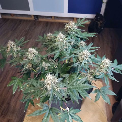 White widow CBD growlog timeline photo