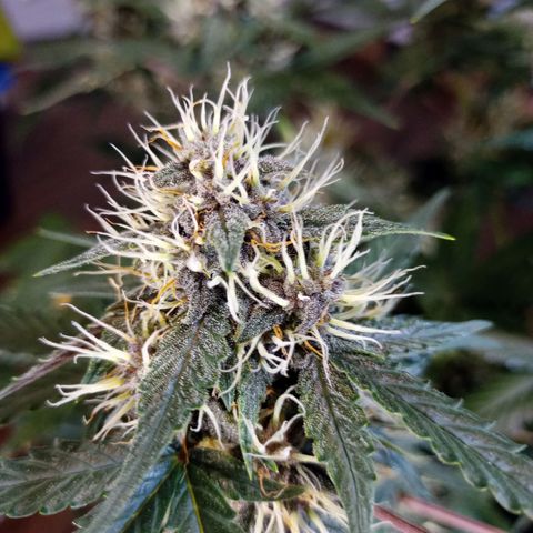 White widow CBD growlog timeline photo