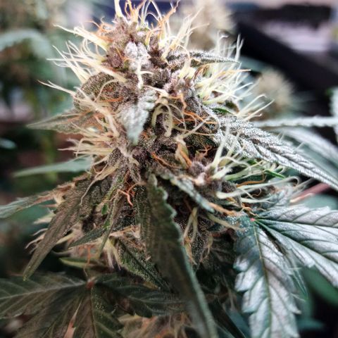 White widow CBD growlog timeline photo