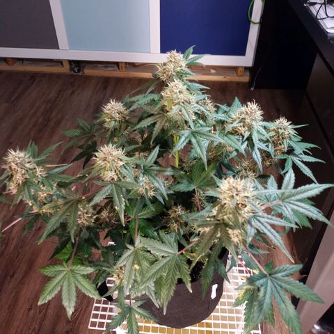 White widow CBD growlog timeline photo