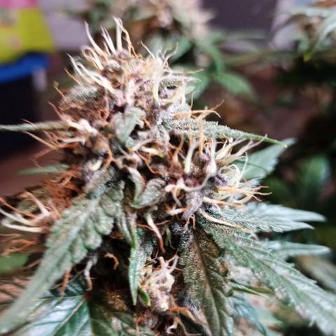 White widow CBD growlog timeline photo
