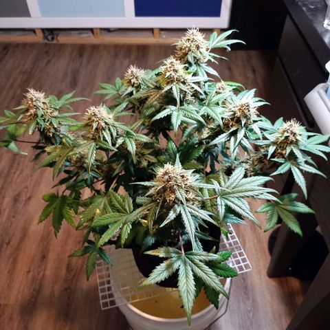 White widow CBD growlog timeline photo