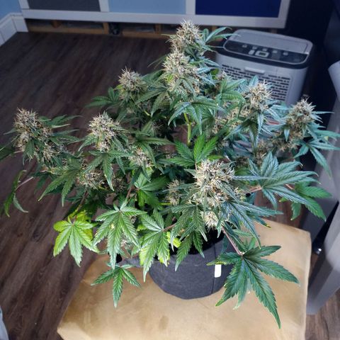 White widow CBD growlog timeline photo