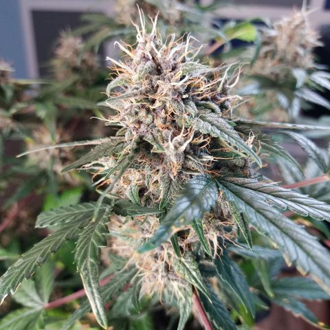 White widow CBD growlog timeline photo