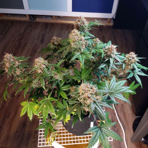 White widow CBD growlog timeline photo