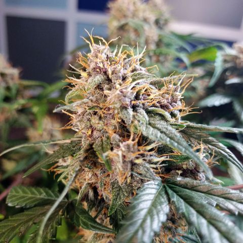 White widow CBD growlog timeline photo