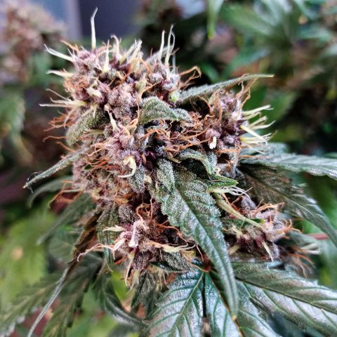 White widow CBD growlog timeline photo
