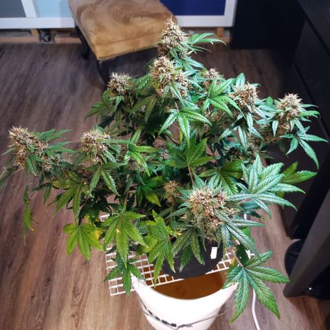 White widow CBD growlog timeline photo
