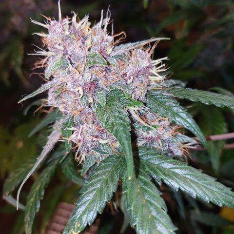 White widow CBD growlog timeline photo